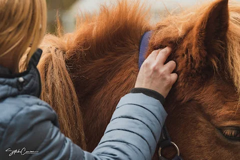 Photo Mijn paard in beweging