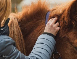 Mijn paard in beweging