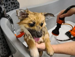 Hond en Haar