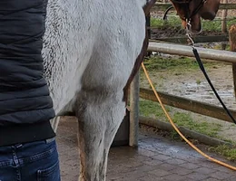 Mijn paard in beweging