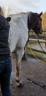 Photo Mijn paard in beweging