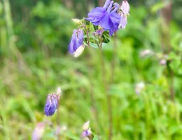 Natuurreservaat De Westhoek