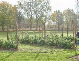 't Land van Vlierbos - Kinderboerderij en pluktuin