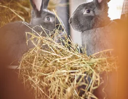 't Land van Vlierbos - Kinderboerderij en pluktuin